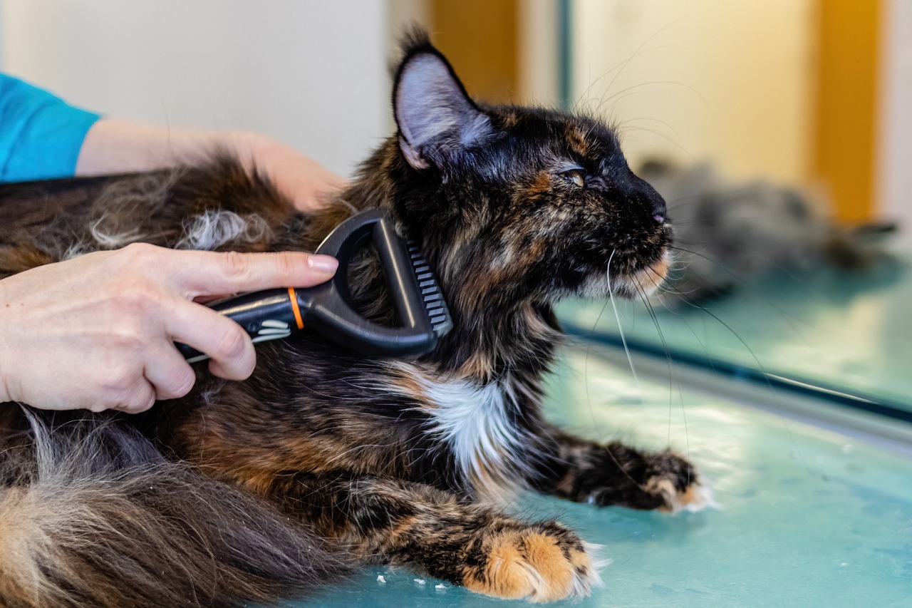 Tips for Grooming Multiple Pets at Home